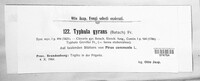 Typhula gyrans image